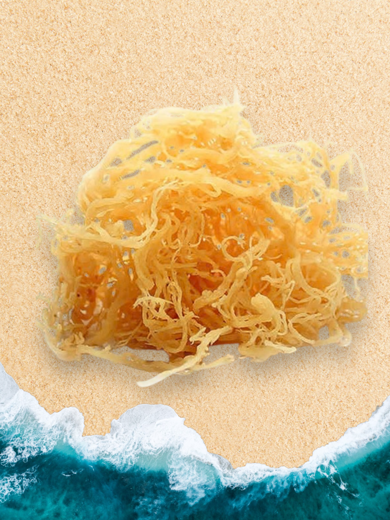 Wild Crafted Gold Sea Moss