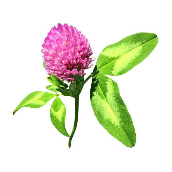 Red Clover