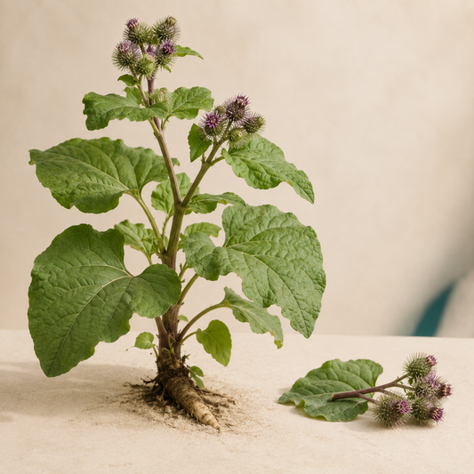 Living greater burdock plant with broad leaves, burr flowers, and taproot on a warm cream background