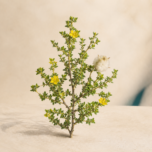 Living botanical source for Desert Leaf Ritual | Chaparral Leaves