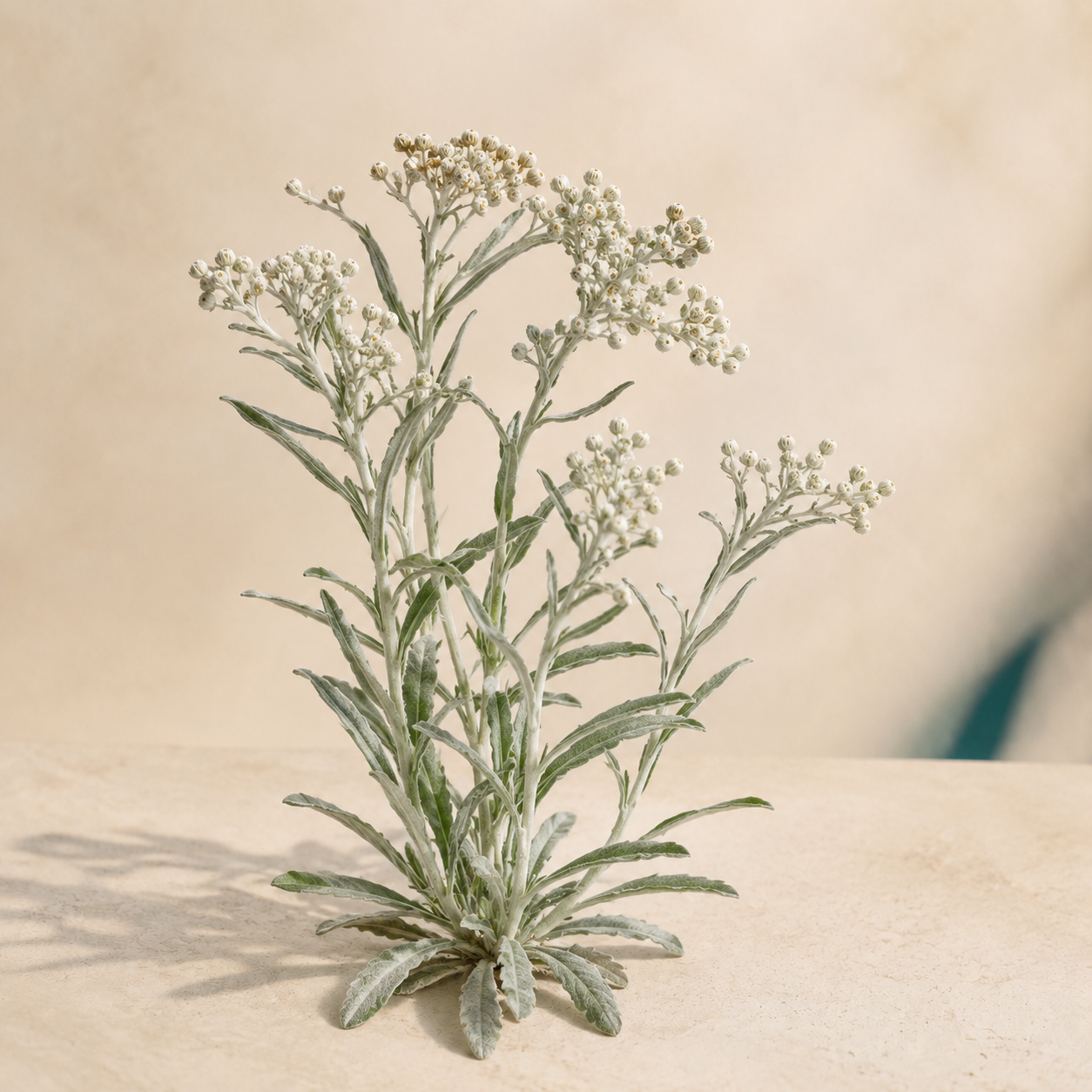 Living botanical source for Mountain Leaf Ritual | Gordo Lobo Herb
