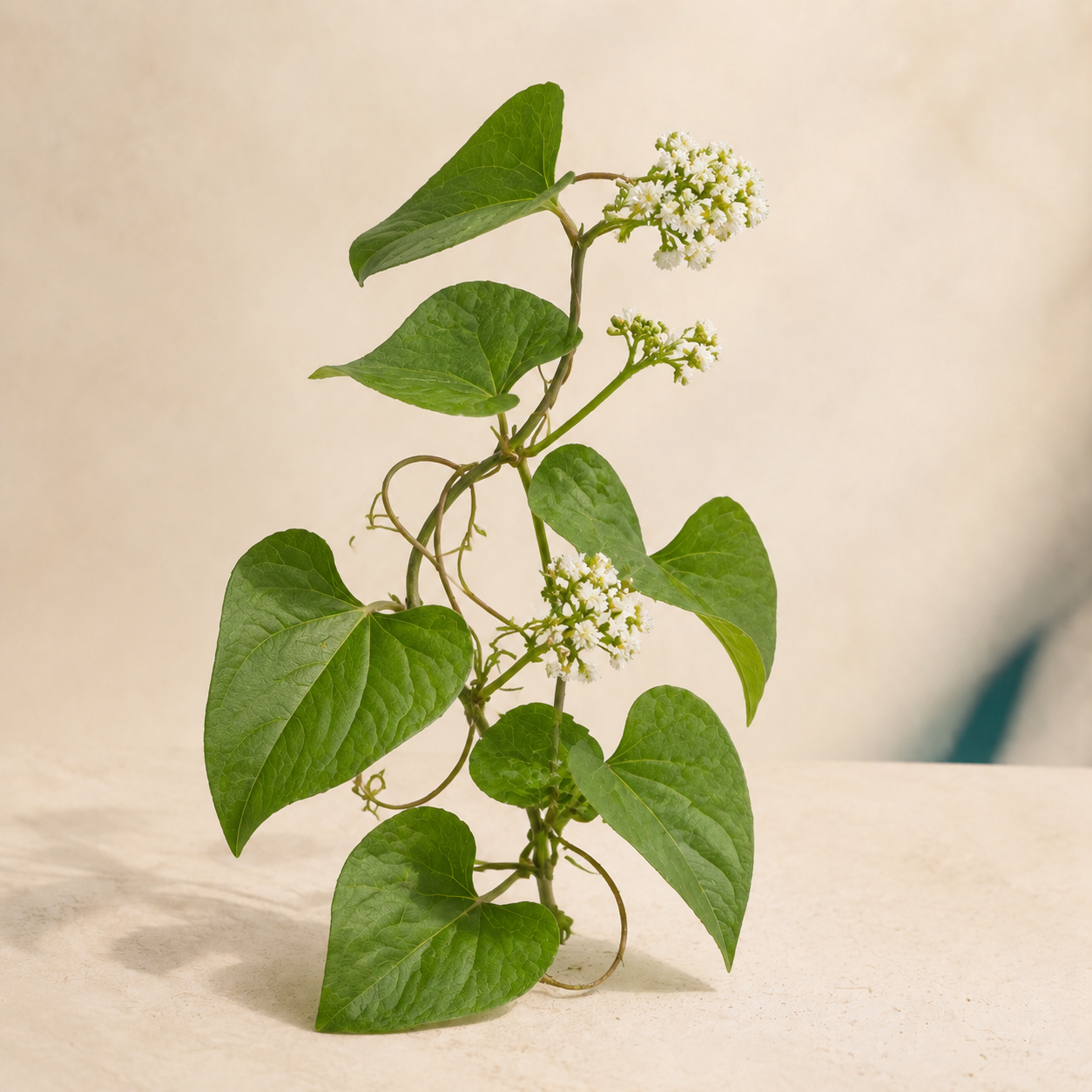 Living botanical source for Forest Vine Ritual | Guaco Herb