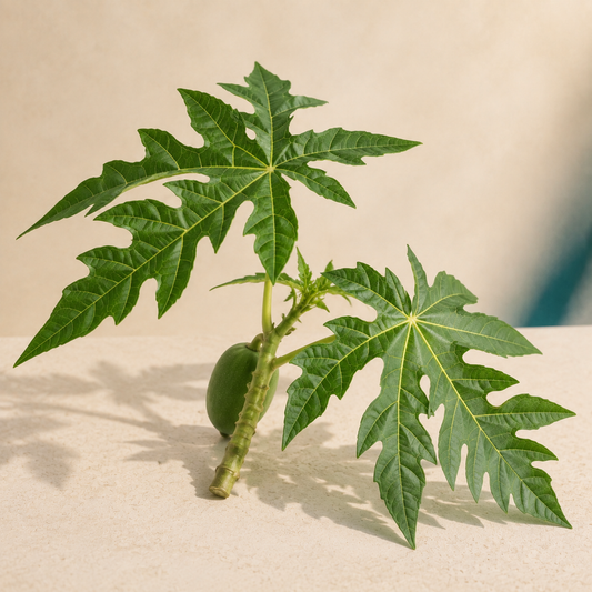 Living botanical source for Tropical Leaf Ritual | Papaya Leaf