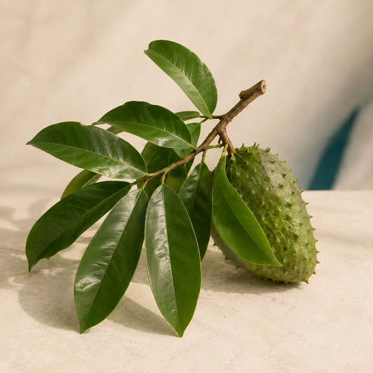 Living botanical source for Tropical Canopy Ritual | Soursop Leaves