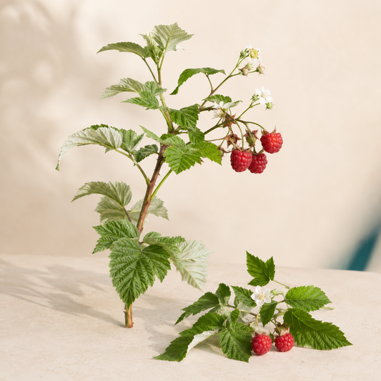 Living raspberry plant with serrated leaves, white flowers, and red berries on a warm cream background